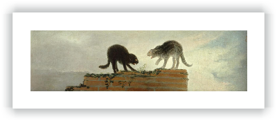 Riña de gatos                                                                                                                  